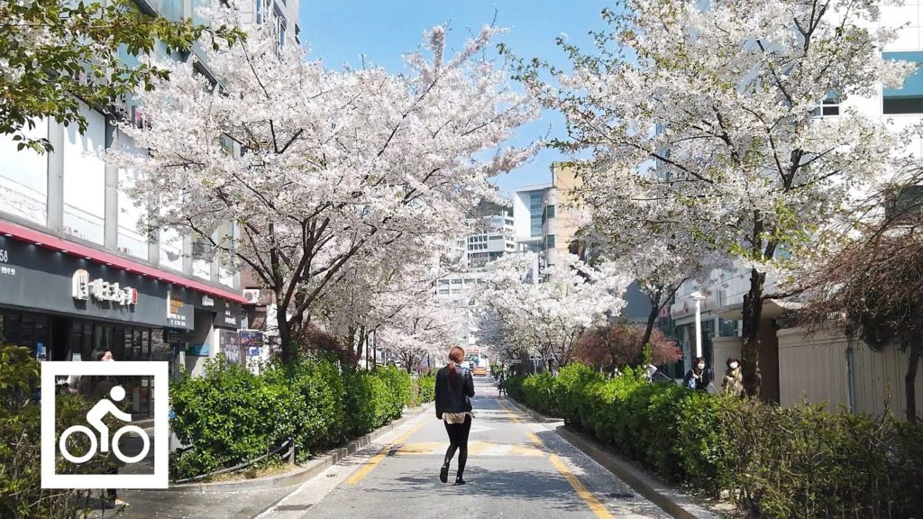 [4K] Seoul Bike Ride POV | Cherry Blossom Bicycle Ride in Korea | Sungshin Women's Univ. Station