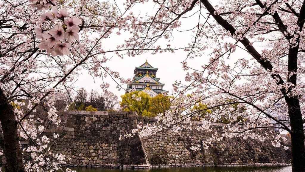 桜の中から大阪城が飛び出す！【4K】桜満開の大阪城を散策 【Cherry Blossoms】 at Osaka Castle in Japan