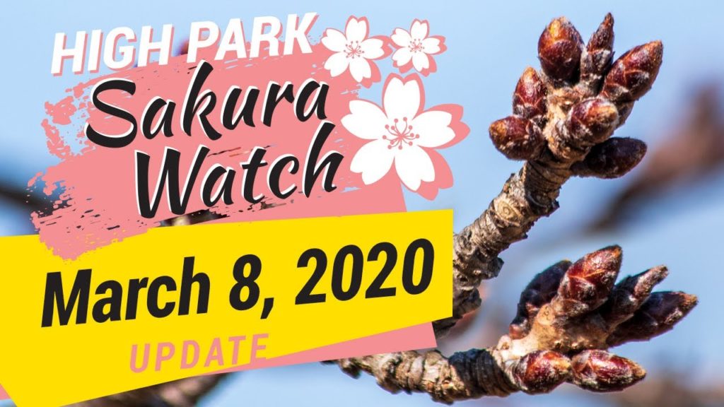 Sakura Watch March 8, 2020 – Ep 01 – Hey everyone, the Sakura Watch is back for 2020! Sakura Watch March 8, 2020 - Ep 01 - Hey everyone, the Sakura Watch is back for 2020!