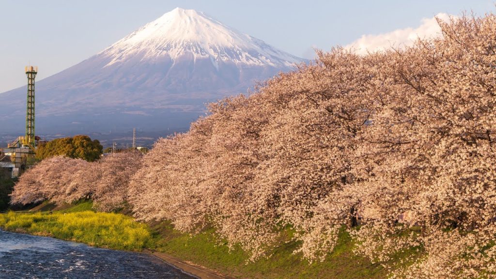 الساكورا | الربيع في اليابان | Cherry Blossom Japan الساكورا | الربيع في اليابان | Cherry Blossom Japan