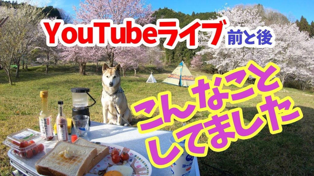 【わんことお花見キャンプ】YouTubeライブの裏側お見せします🌸2019年4月