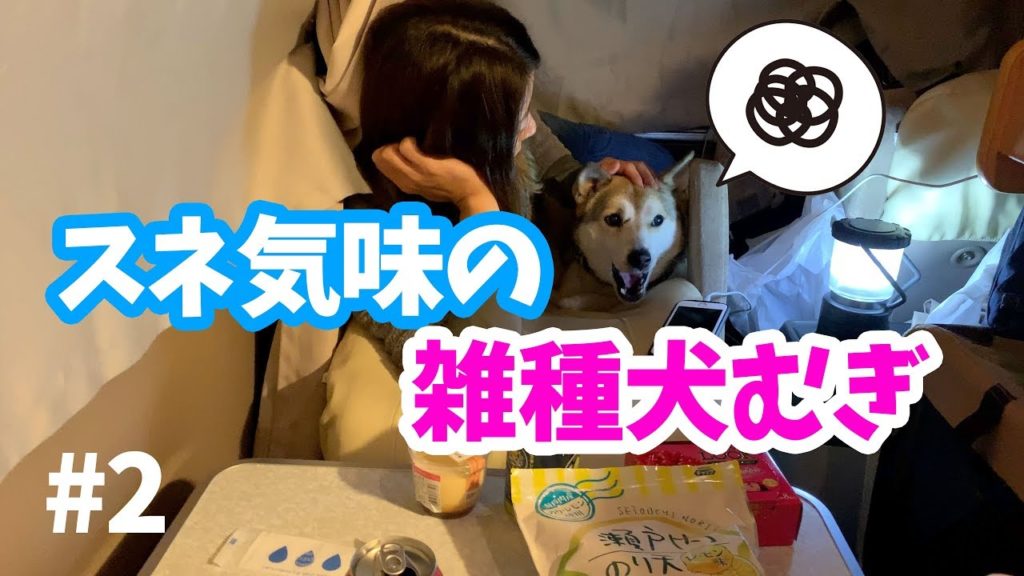 【わんこと宅飲み】海外の洞窟写真家と洞窟入って車で２次会の巻🍻2019年3月