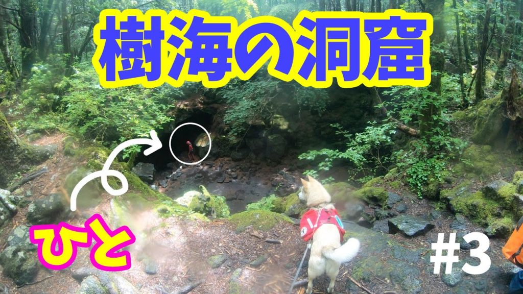 【わんこと歩く樹海】樹海にひっそりと佇む洞窟を探せ🐾2019年6月
