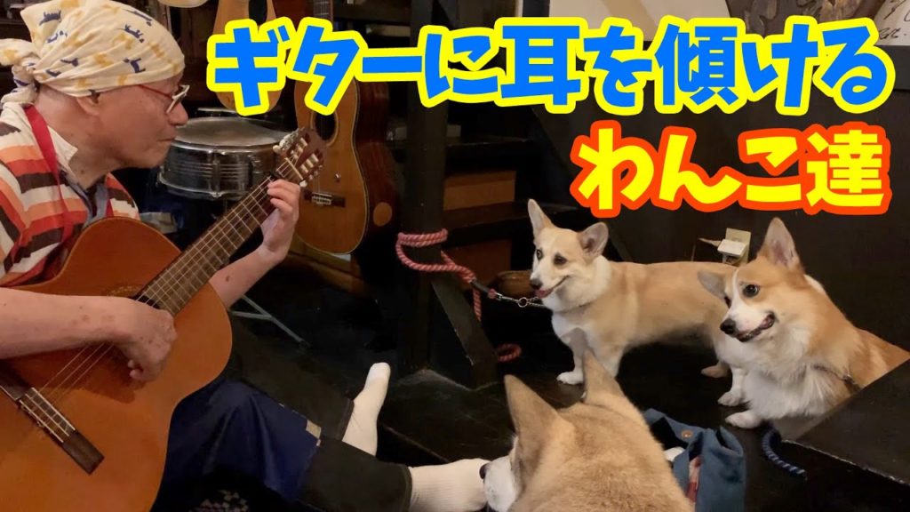 【わんこと居酒屋】マスターの弾き語りに酔いしれるわんこ達🎸2019年9月