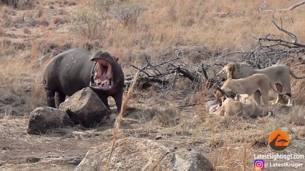 Yikes! Hungry hippo gatecrashes lion pride's dinner Yikes! Hungry hippo gatecrashes lion pride's dinner