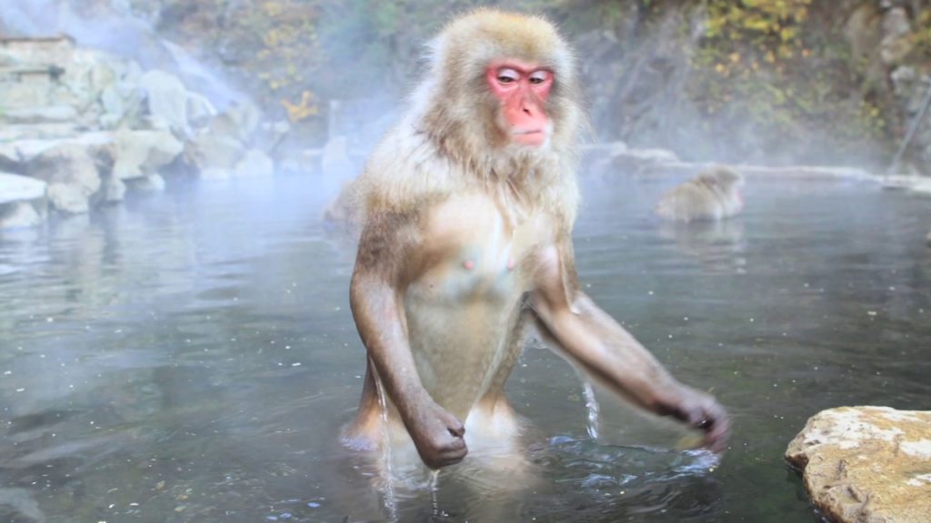 snow monkeys & power spots Japan