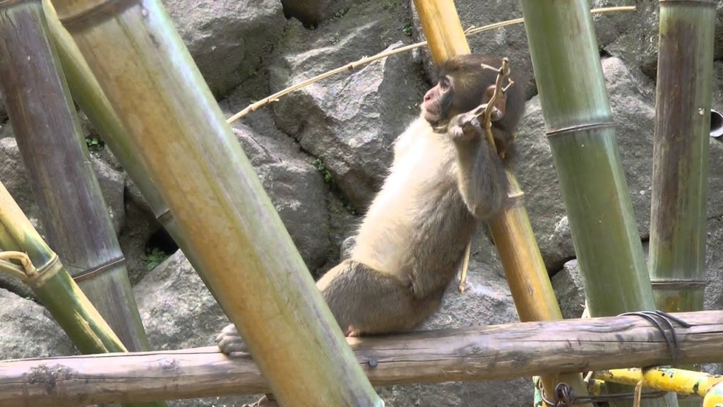 Takasakiyama Monkey Park, Beppu, Oita Japan 🐵 別府市の高崎山猿 🐵 Japan As It Truly Is Takasakiyama Monkey Park, Beppu, Oita Japan 🐵 別府市の高崎山猿 🐵 Japan As It Truly Is