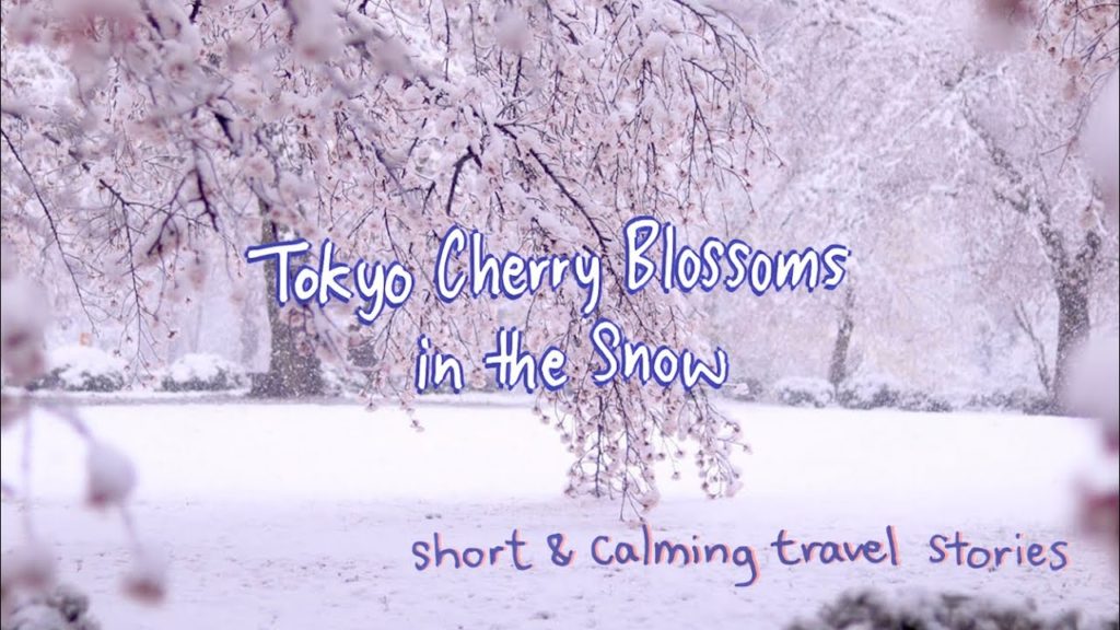 Tokyo Cherry Blossoms in the Snow・A Short & Calming Travel Story
