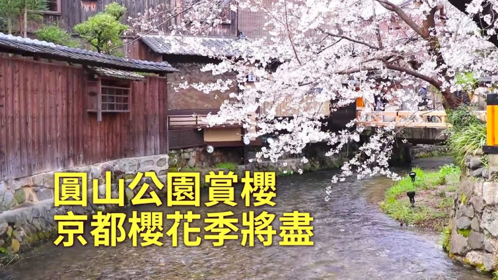 圓山公園賞櫻  京都櫻花季將盡｜日本櫻花