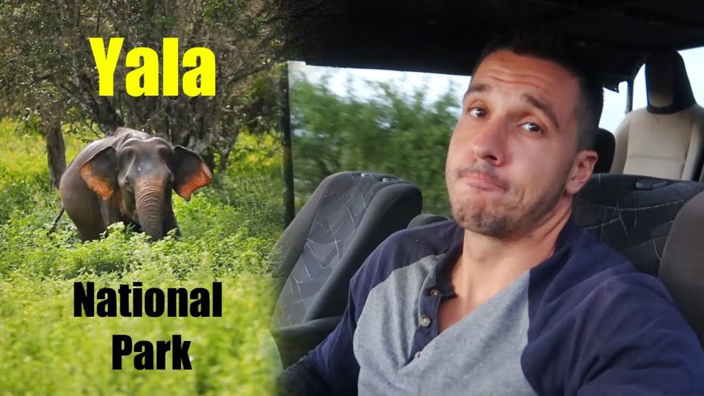 3 buffaloes, 2 elephants and one chicken. Worst experience in Sri Lanka