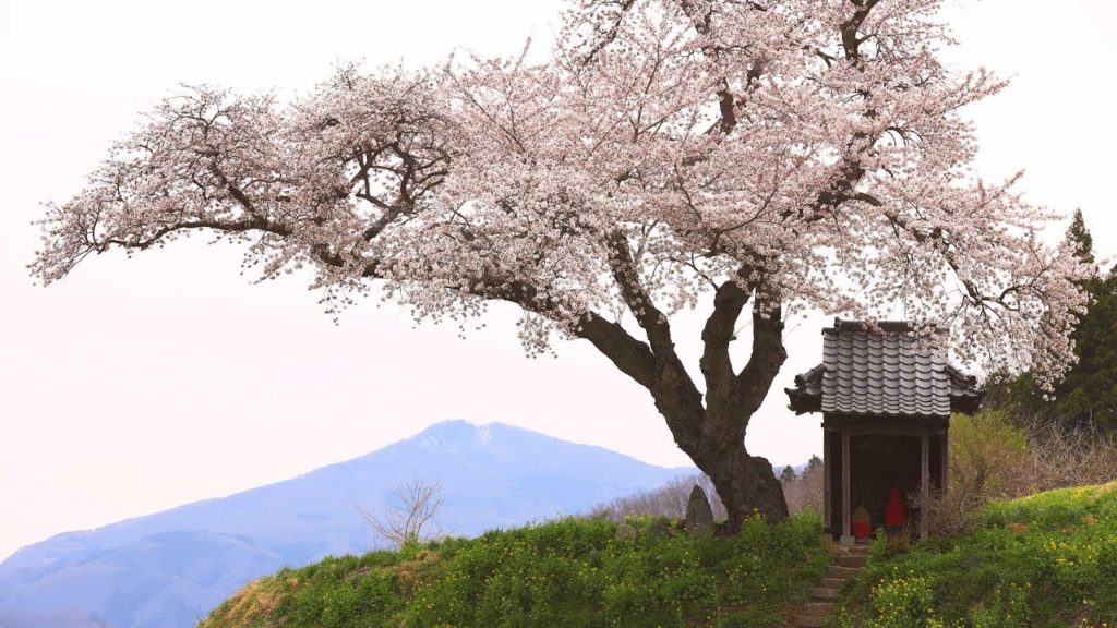 JG☆☆ 福島 小沢の桜 Fukushima,Sakura at Ozawa