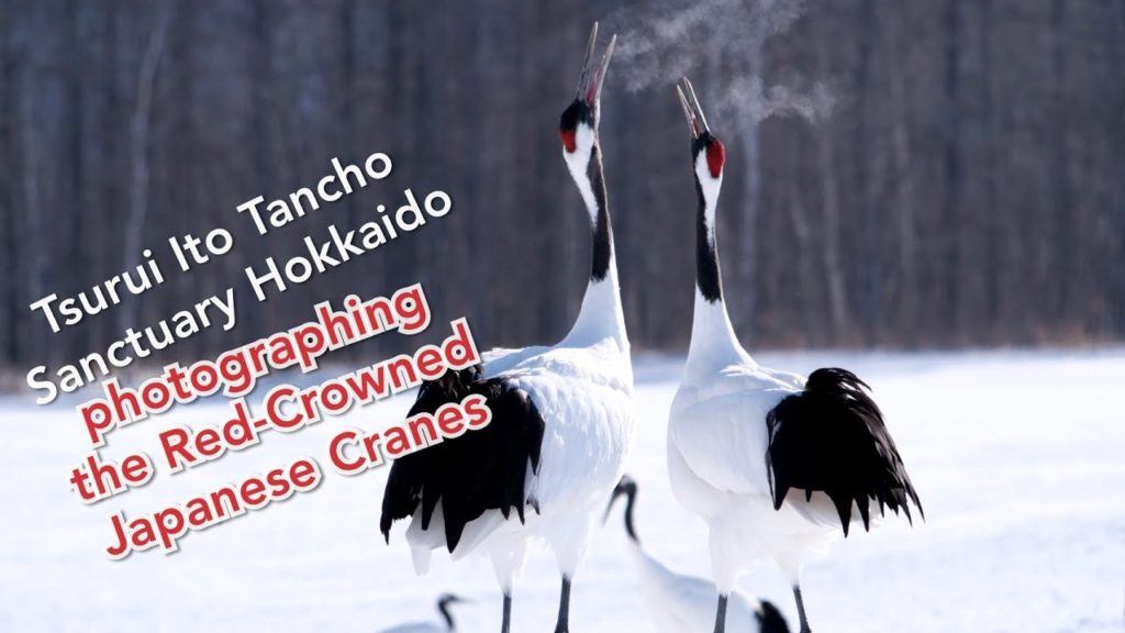 Adeyto ❄️ Photo-Catch Red-Crowned Japanese Cranes Song HOKKAIDO TSURUI 📽️ HUAWEI P20 PRO