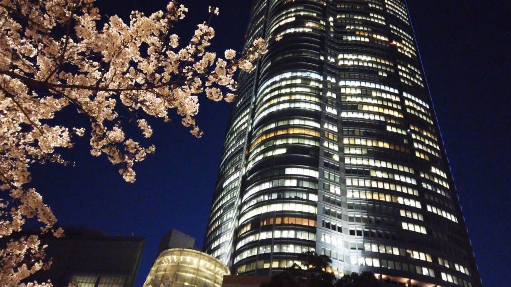 桜 Cherry blossoms in Mohri Garden 毛利庭園 |Tokyo, Japan MAR 2020 桜 Cherry blossoms in Mohri Garden 毛利庭園 |Tokyo, Japan MAR 2020