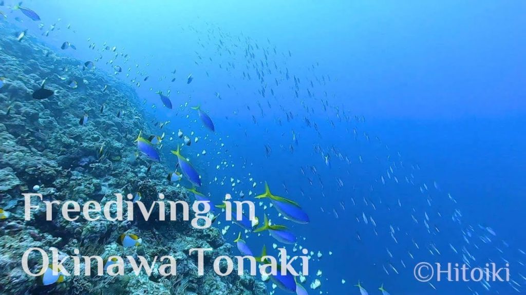 Freediving One Day Trip to Tonaki Island (Oct. 2019, Okinawa)