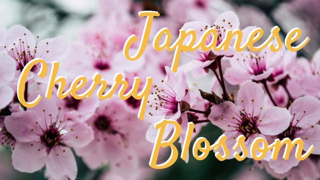 Hanami | Japan's annual event cherry blossom