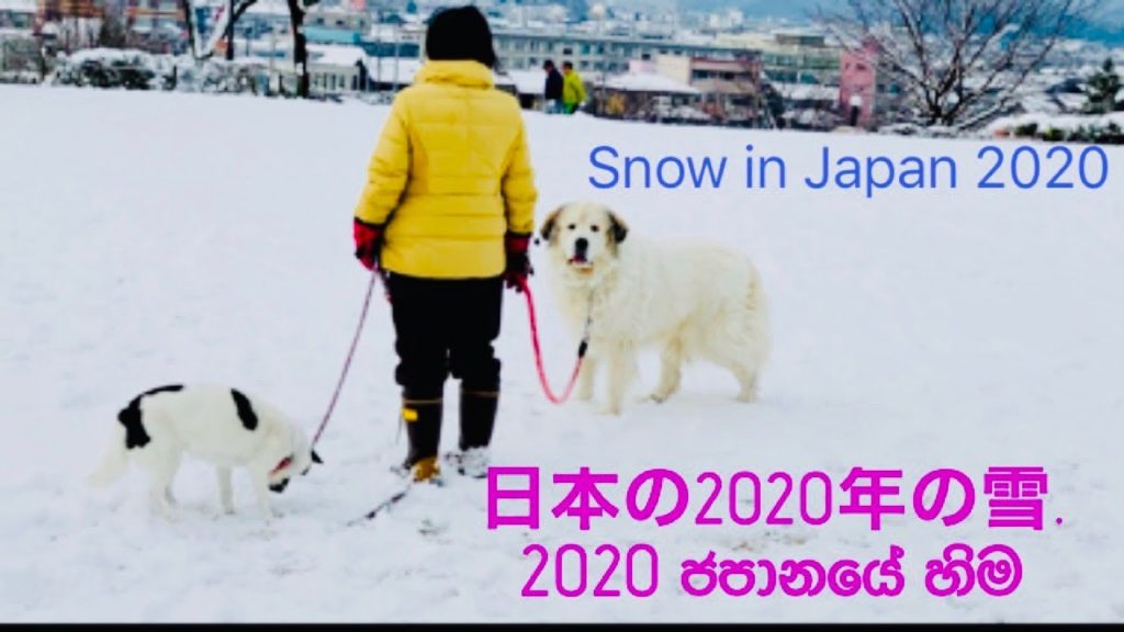 Beautiful snow in japan 2020.ජපානයේ සුන්දර හිම කාලය 2020. Beautiful snow in japan 2020.ජපානයේ සුන්දර හිම කාලය 2020.