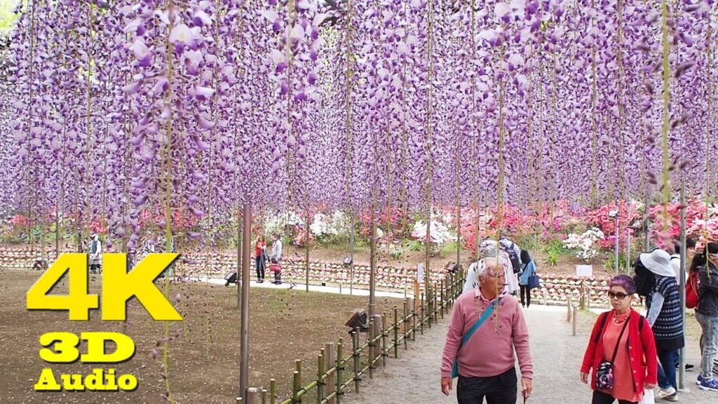 Ashikaga Flower Park  #あしかがフラワーパーク. Wisteria Festival  2018. #4K Ashikaga Flower Park  #あしかがフラワーパーク. Wisteria Festival  2018. #4K