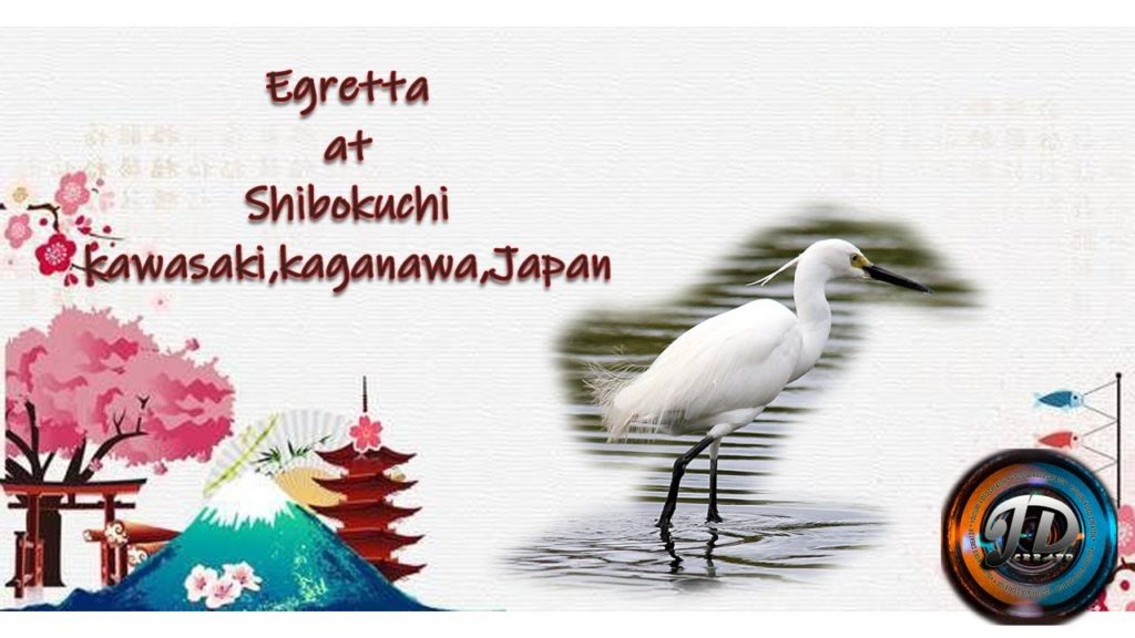 Egretta at shibokuchi || Kawasaki Kanagawa Japan Egretta at shibokuchi || Kawasaki Kanagawa Japan