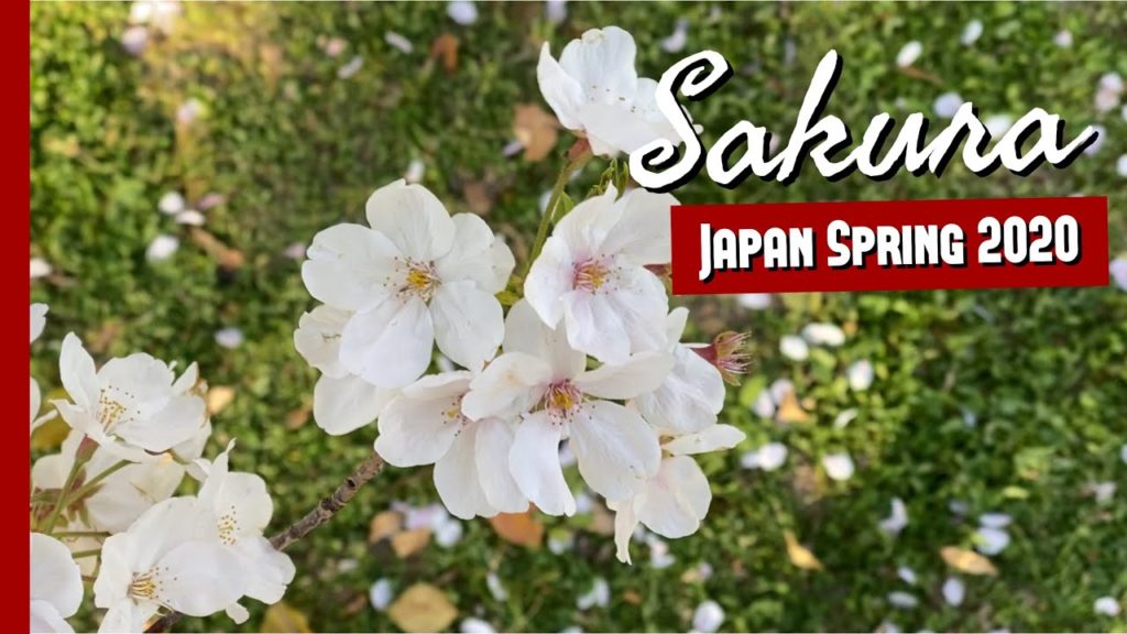 Japan Spring 2020 | 8 Facts About Sakura