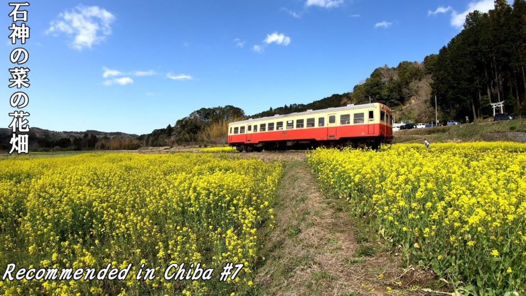 菜の花と小湊鉄道のコラボレーション【AMAZING FLOWER GARDEN】Ishigami repe field【石神菜の花畑】Chiba Japan Tour
