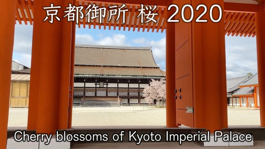 京都御所の桜  I went to see cherry blossoms in Kyoto Imperial Palace April, 2020【京都神社・お寺 探訪 01】