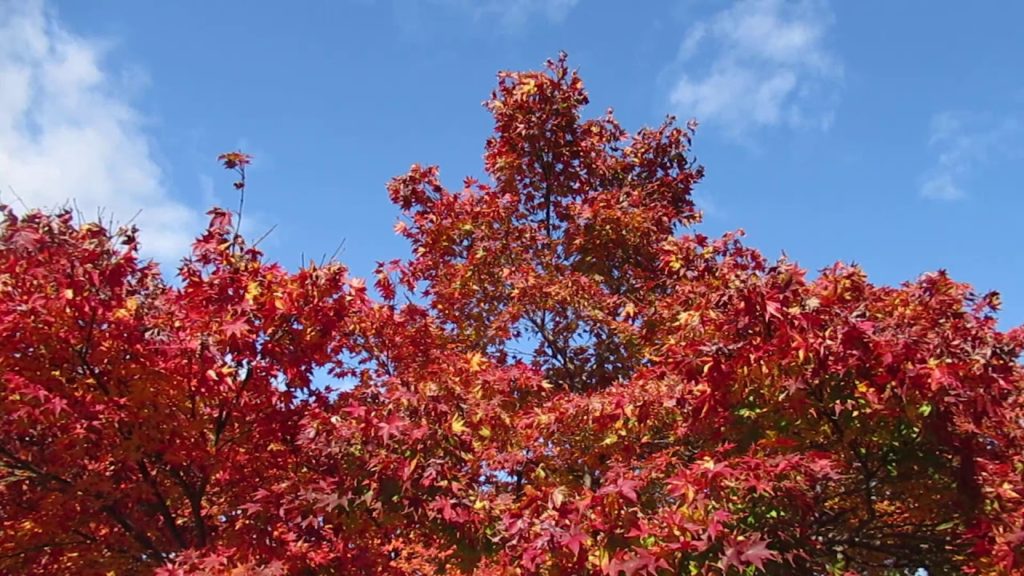 See the beautiful gardens in Kyoto Japan with Eva's Best Luxury Travel!