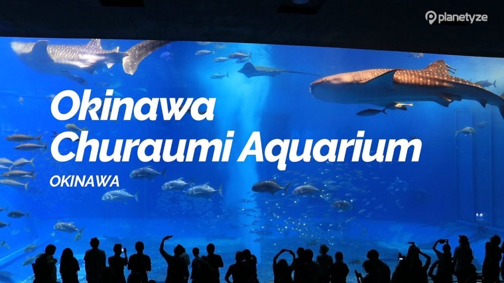 Okinawa Churaumi Aquarium, Okinawa | Japan Travel Guide Okinawa Churaumi Aquarium, Okinawa | Japan Travel Guide