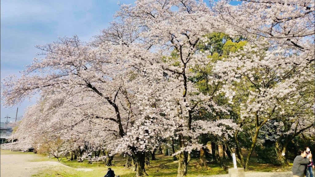 【4K】Relaxing Walk in Japanese Park / Cherry Blossoms in Full Bloom (Nagoya, Japan) | #ASMR