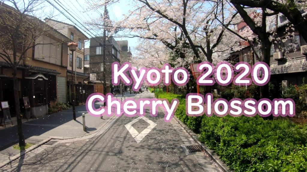 CHERRY BLOSSOM KYOTO 2020 4 April