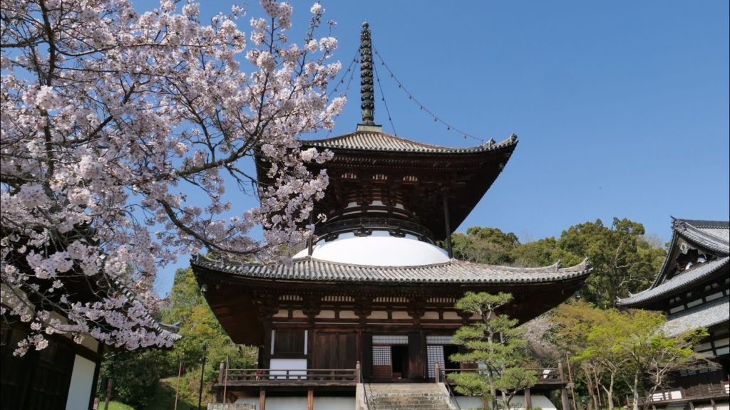 JG☆☆☆☆☆ 8K HDR Wakayama,Negoroji with Sakura (Sengoku War Monk Soldier's Site)和歌山 桜の根来寺,戦国の重要史跡