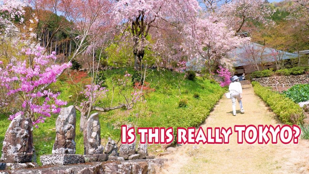 TOKYO【Cherry blossoms】Is this really Tokyo? Relax at Hinohara village.#4K TOKYO【Cherry blossoms】Is this really Tokyo? Relax at Hinohara village.#4K