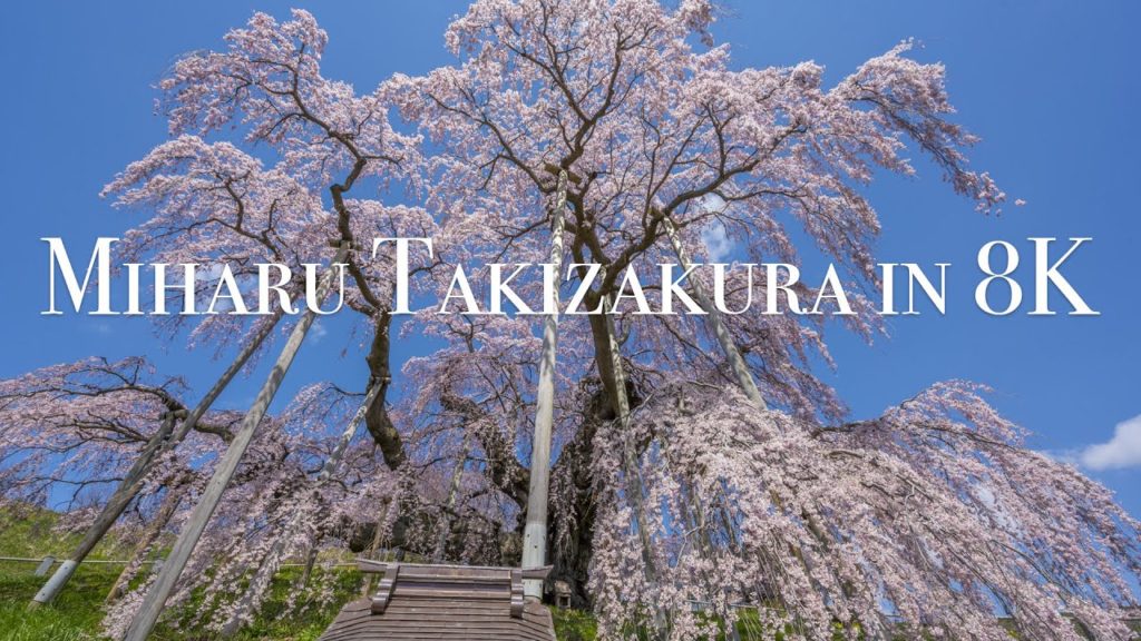 [8K60P] 2020 Miharu Takizakura,Fukushima,Japan in 8K 三春の滝桜