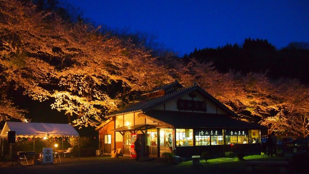 佐渡金山桜並木ライトアップ2020