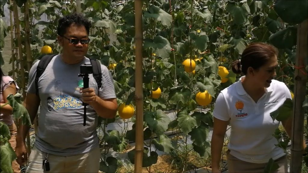 Melon farm in thailand - awesome food
