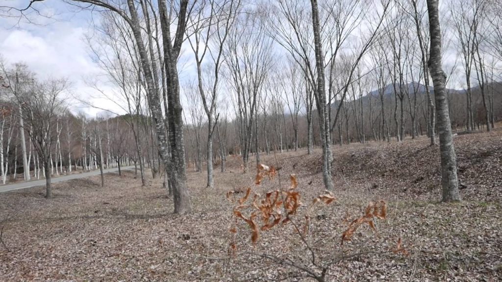 Mount Fuji Forest Walking
