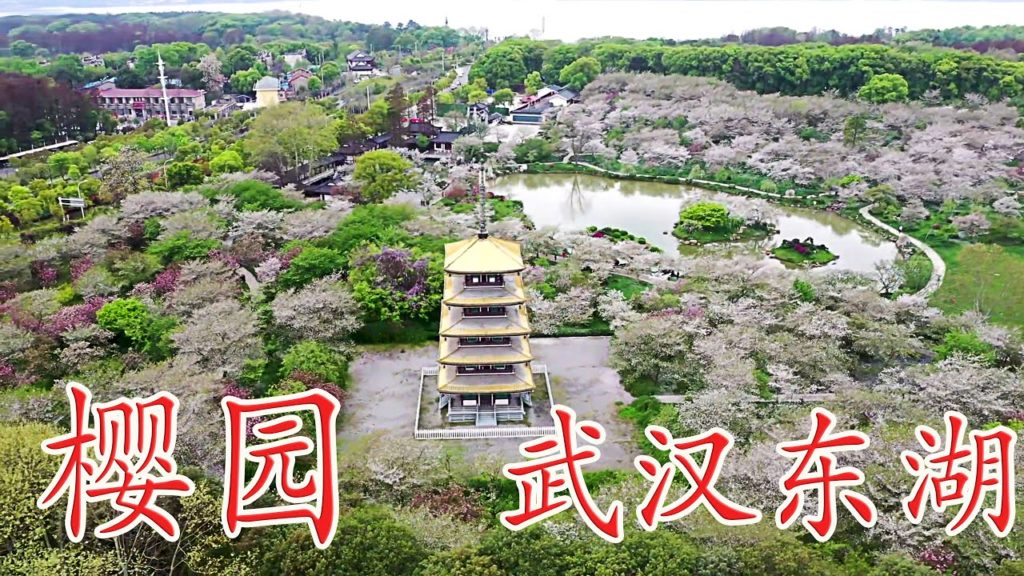 2020武漢4K武汉现状 東湖櫻園 櫻花盛開 漂亮至極 可卻遊客稀少  The cherry blossoms are extremely beautiful, but few tourists