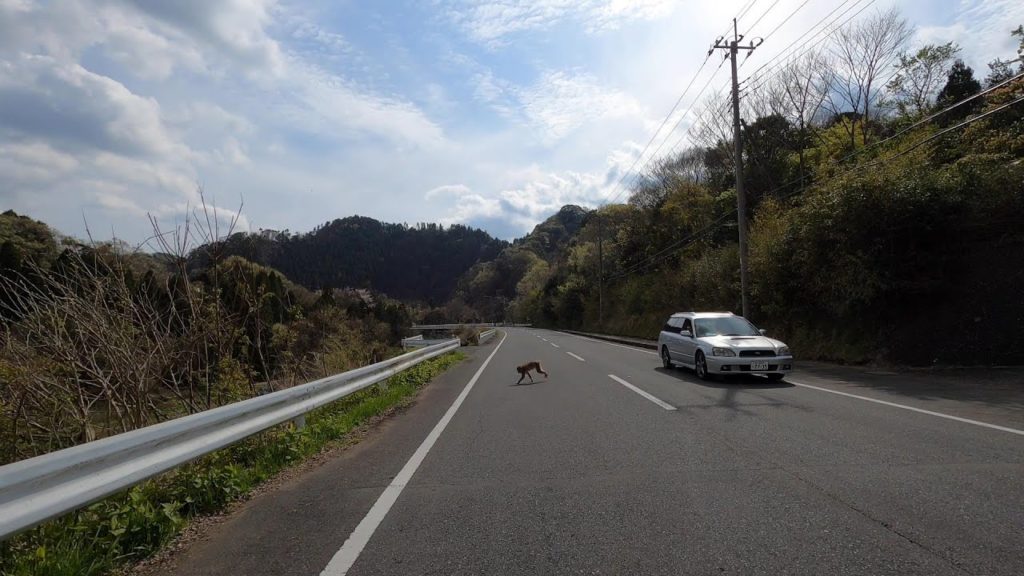 April 2020 – Snow Monkies and Cherry Blossoms – 4K Driving in the Countryside of Chiba, JAPAN April 2020 - Snow Monkies and Cherry Blossoms - 4K Driving in the Countryside of Chiba, JAPAN
