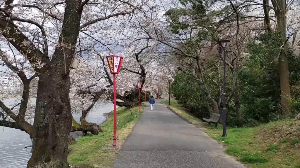 Sakura Cherry Blossoms in Japan Nature Walk