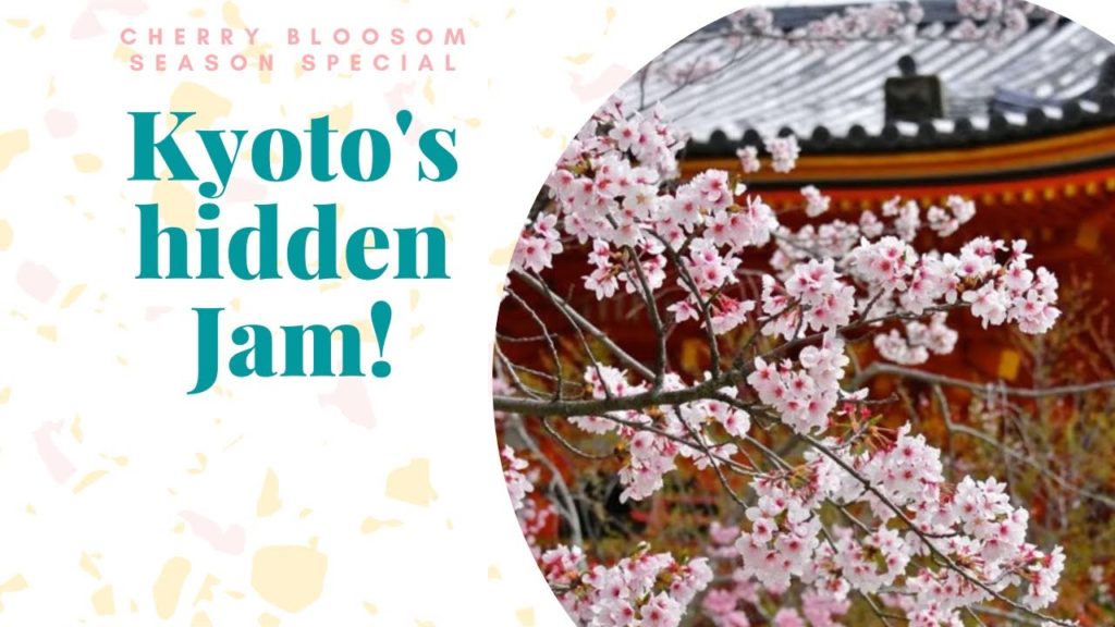 Hello from Japan! Cherry Blossom hidden gem in Kyoto　2020