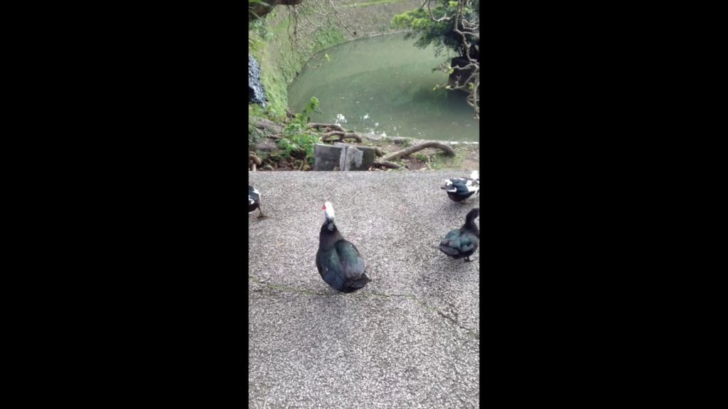 Colorful Muscovy Ducks at Ryutan in Okinawa