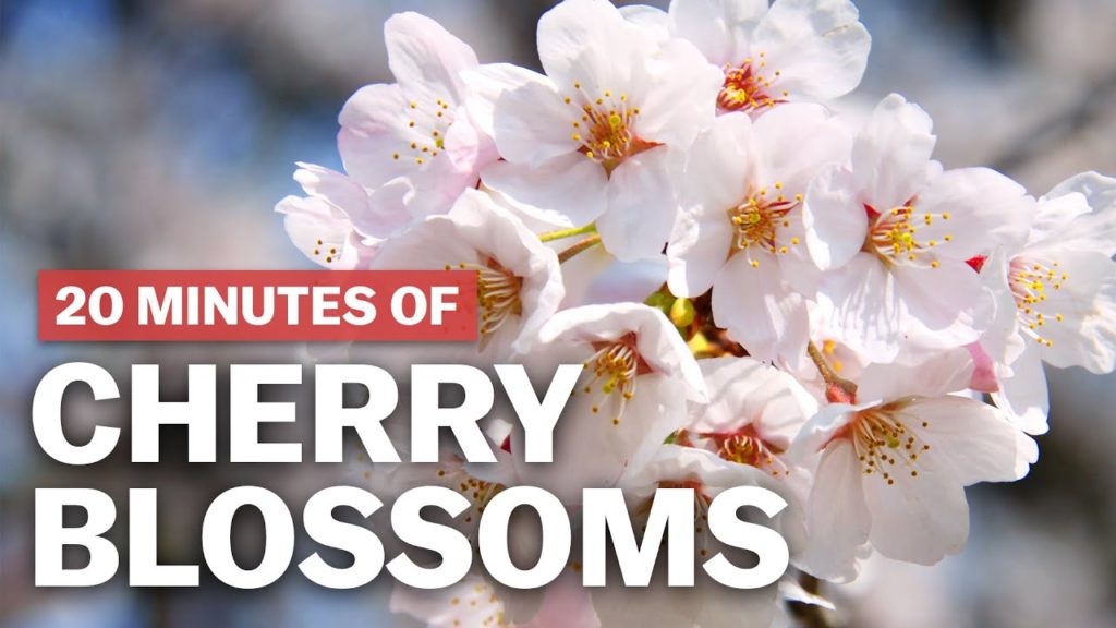 20 Minutes of Cherry Blossoms | japan-guide.com 20 Minutes of Cherry Blossoms | japan-guide.com