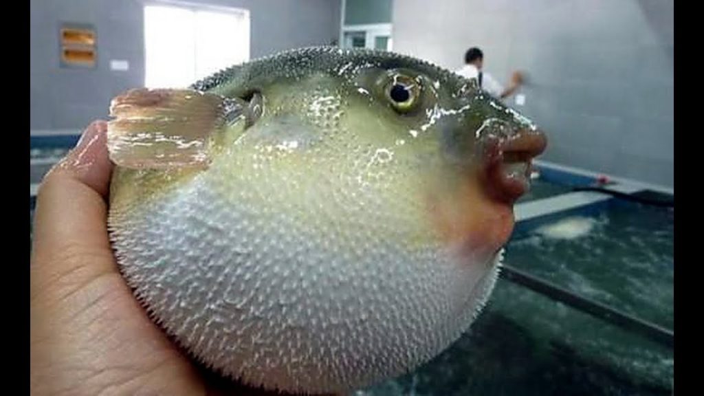 門司港渡輪往雞泡魚霸主唐戶市場豪嘆多款鯨魚壽司-粵語解述 2019 Fugu Wholesale Market