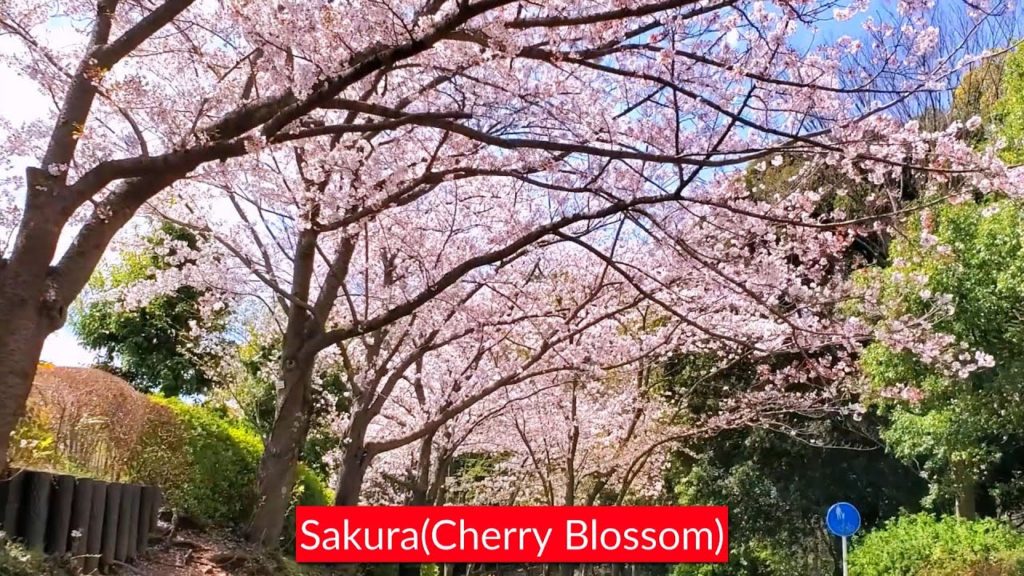Sakura | Cherry Blossom in Japan 2020 Sakura | Cherry Blossom in Japan 2020