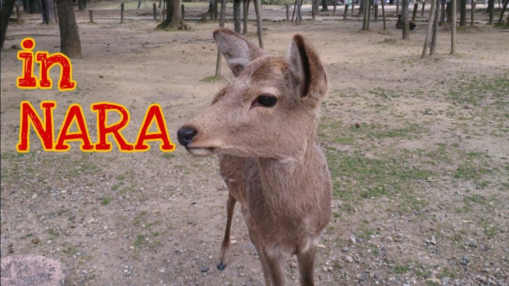 BERTEMU RUSA DI NARA- MENIKMATI NARA DI MUSIM SEMI