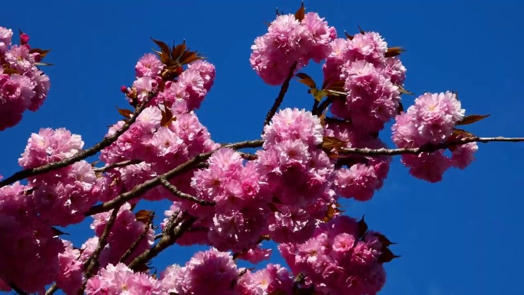 Japanische Blütenkirsche (Prunus serrulata) Japanese cherry, 山樱花, 維也納, Digital Travel, サトザクラ, ウィーン
