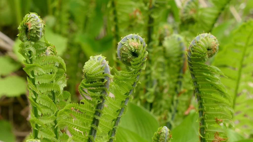 里山散歩　野山の勢い　　2020・4・16　（4K)