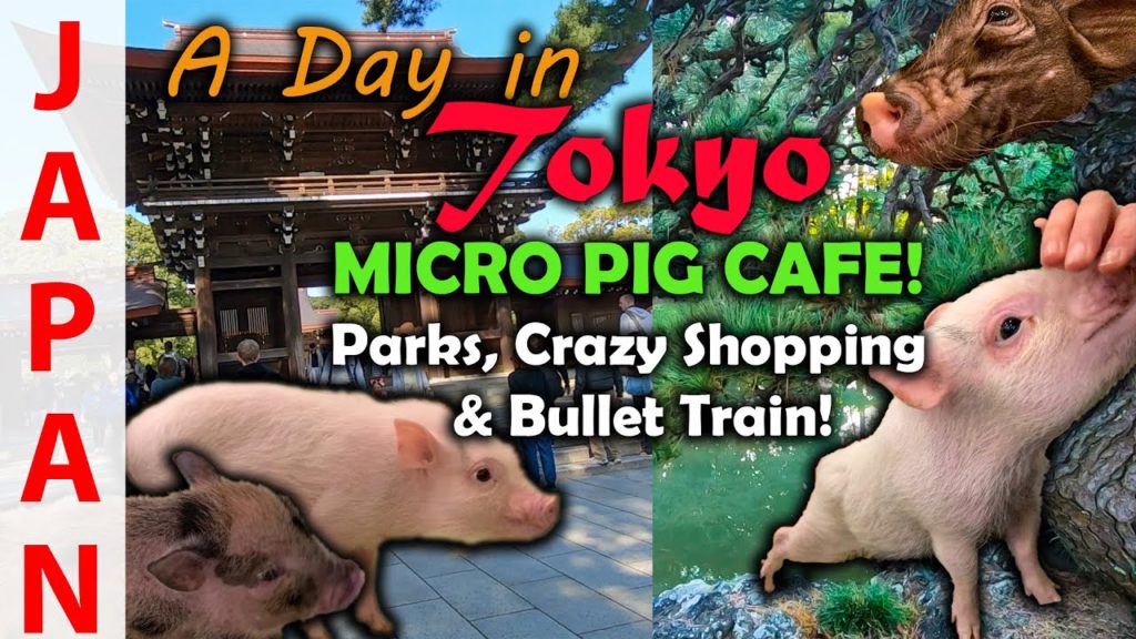 Mini Pig Cafe | Toyko in a Day | Travel Guide Japan Mini Pig Cafe | Toyko in a Day | Travel Guide Japan