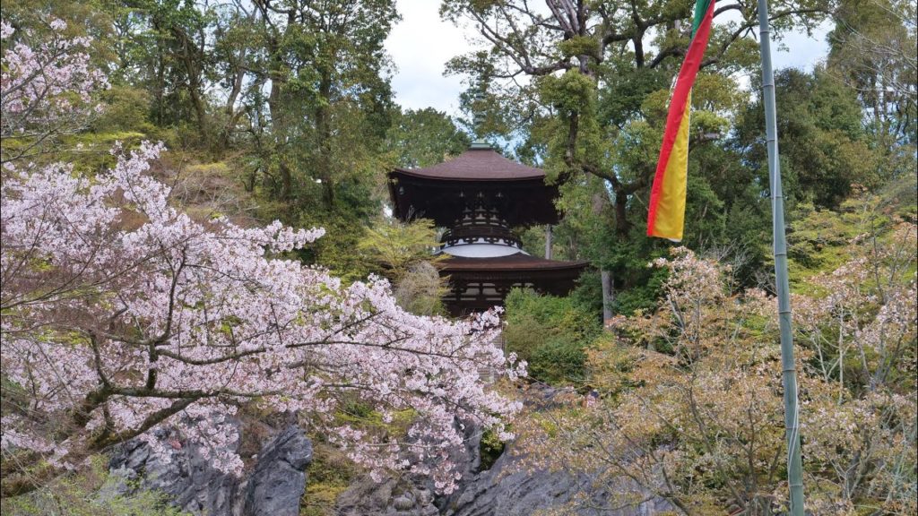JG☆☆☆☆☆ 8K HDR Shiga,Ishiyamadera in Sakura Season("Tale of Genji" concept was born) 滋賀 桜と紫式部の石山寺