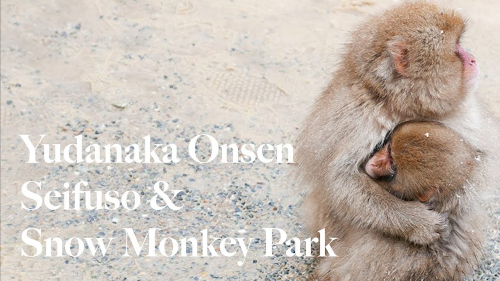 Yudanaka Seifuso and Snow Monkey Park | 2015 Vlog