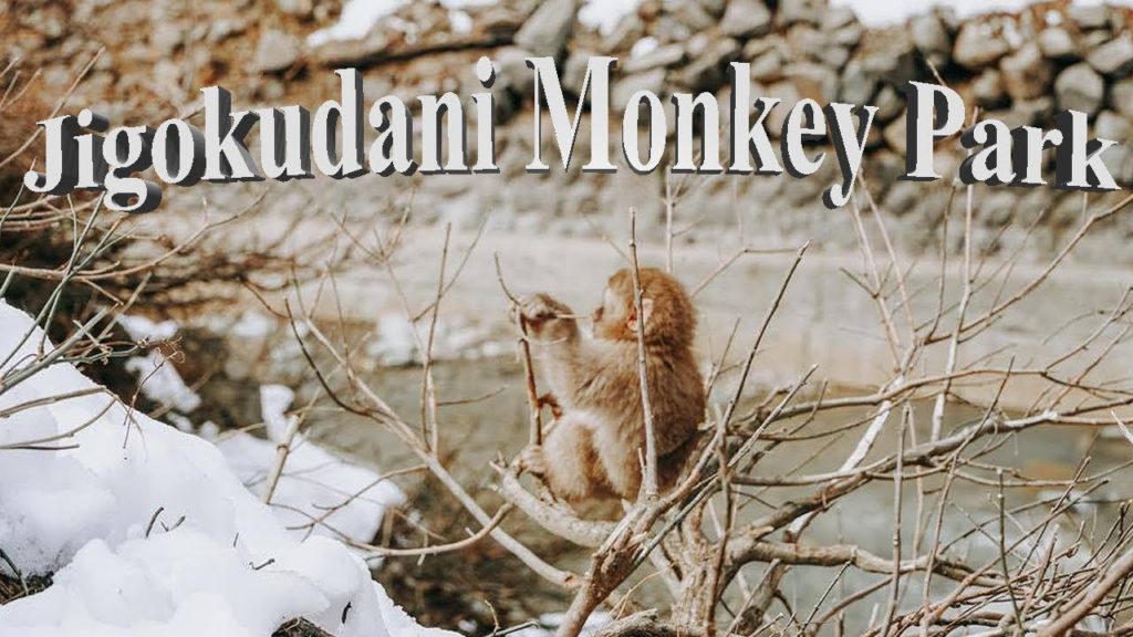 SNOW MONKEYS!!| Jigokudani Monkey Park | Nagano Japan | SNOW MONKEYS!!| Jigokudani Monkey Park | Nagano Japan |